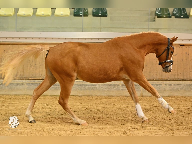 German Riding Pony Gelding 2 years 14 hh Chestnut-Red in Steyregg