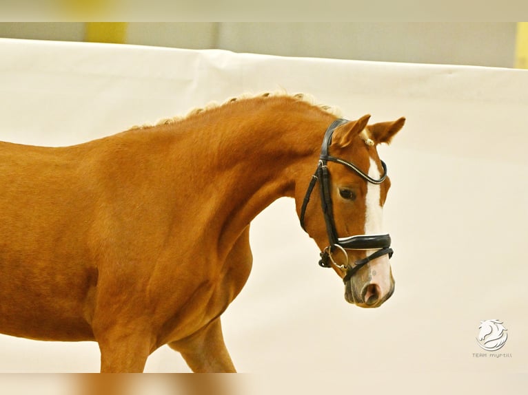 German Riding Pony Gelding 2 years 14 hh Chestnut-Red in Steyregg