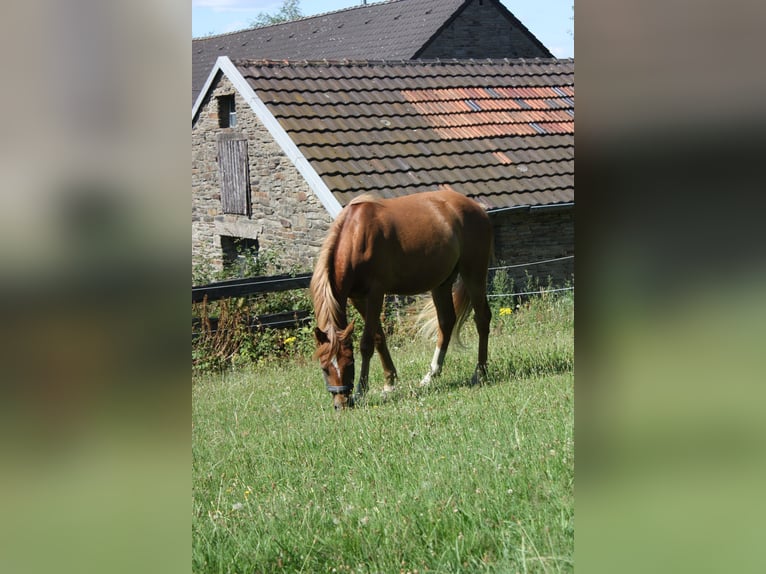 German Riding Pony Gelding 2 years 14 hh Chestnut-Red in SprockhövelSprockhövel