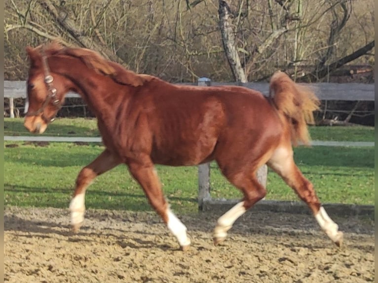 German Riding Pony Gelding 2 years 14 hh Chestnut-Red in Crossen