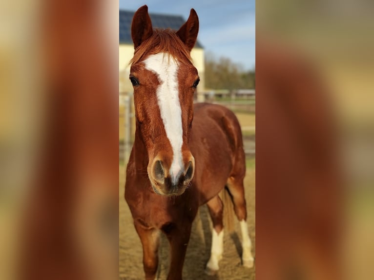 German Riding Pony Gelding 2 years 14 hh Chestnut-Red in Crossen