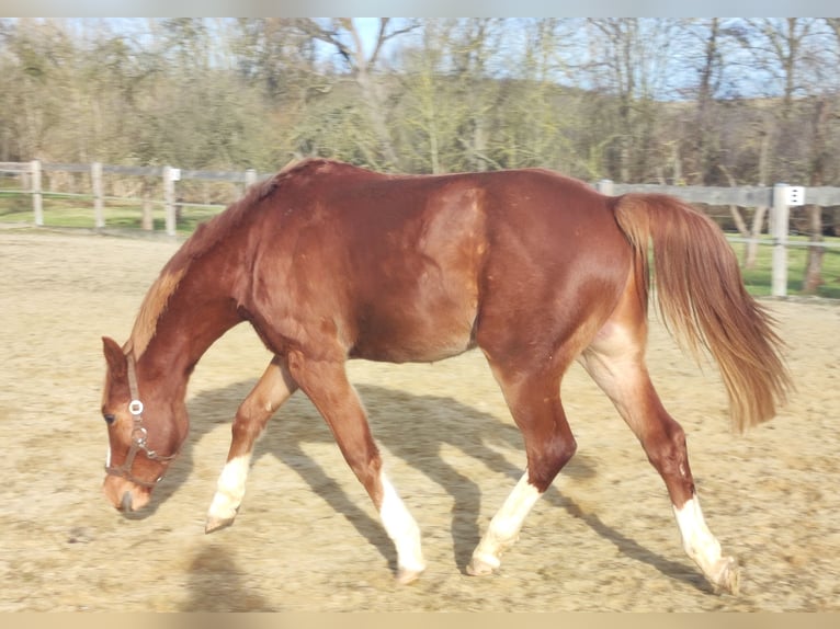 German Riding Pony Gelding 2 years 14 hh Chestnut-Red in Crossen