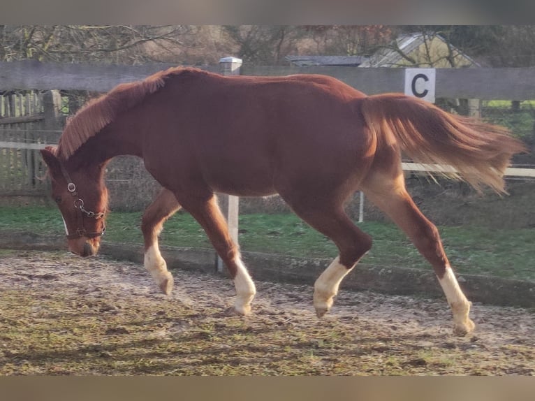 German Riding Pony Gelding 2 years 14 hh Chestnut-Red in Crossen