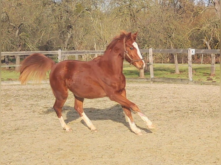 German Riding Pony Gelding 2 years 14 hh Chestnut-Red in Crossen