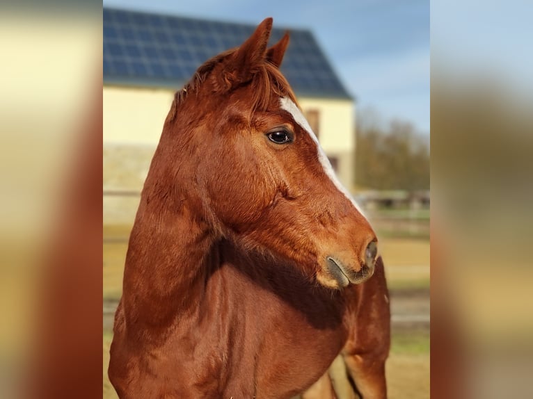 German Riding Pony Gelding 2 years 14 hh Chestnut-Red in Crossen