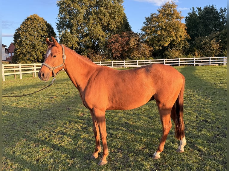 German Riding Pony Gelding 2 years 14 hh Chestnut-Red in Stuhr