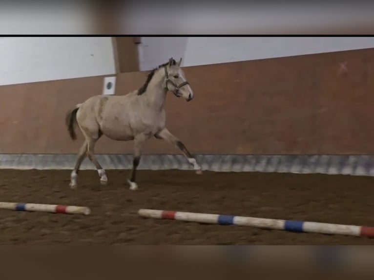 German Riding Pony Gelding 2 years 14,1 hh Dun in Buchholz in der Nordheide
