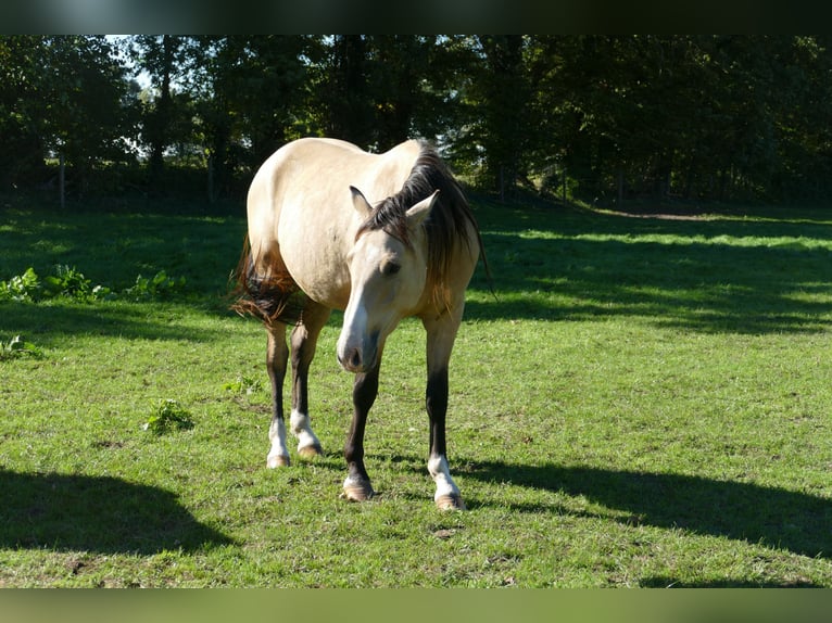German Riding Pony Gelding 2 years 14,2 hh Buckskin in Perleberg OT Quitzow