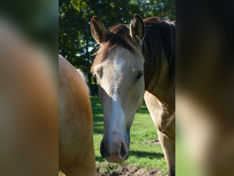 German Riding Pony Gelding 2 years 14,2 hh Buckskin in Perleberg OT Quitzow