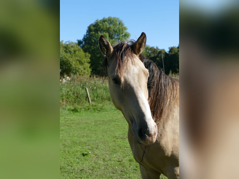 German Riding Pony Gelding 2 years 14,2 hh Buckskin in Perleberg OT Quitzow