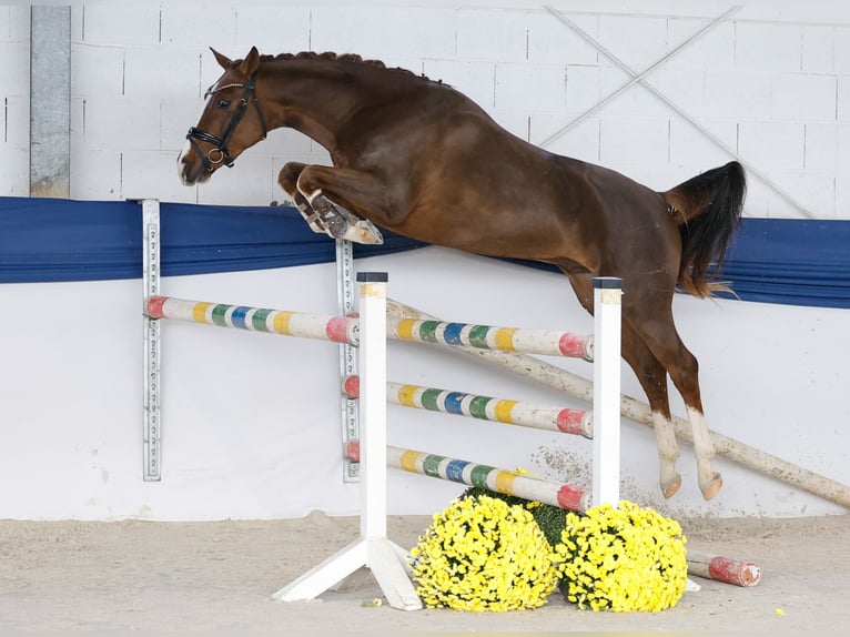 German Riding Pony Gelding 2 years 14,2 hh Chestnut-Red in Marsberg