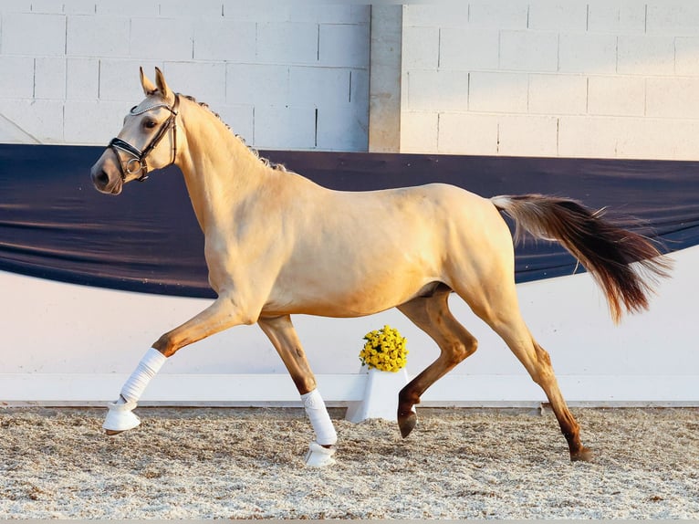 German Riding Pony Gelding 2 years 14,2 hh Dun in Marsberg