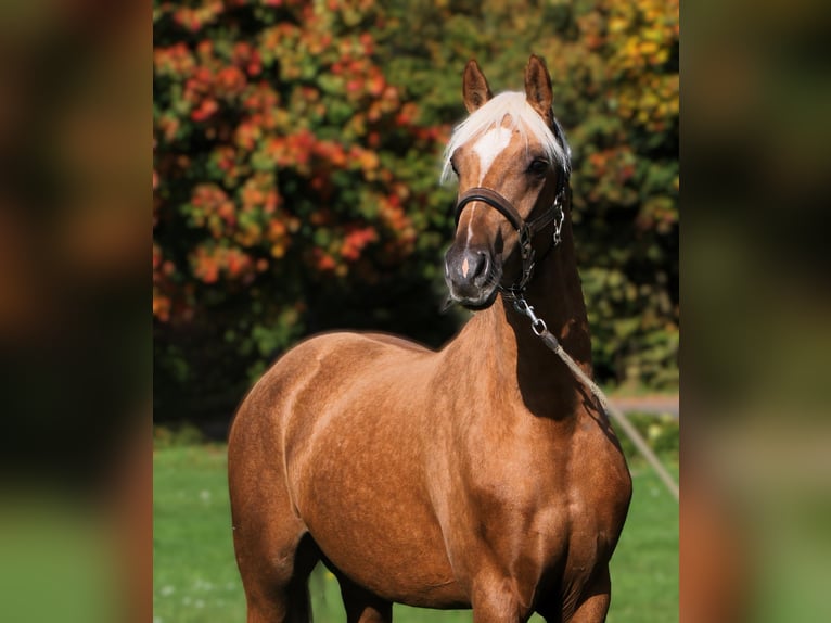 German Riding Pony Gelding 2 years 14,3 hh Palomino in Rehburg-Loccum M&#xFC;nchehagen