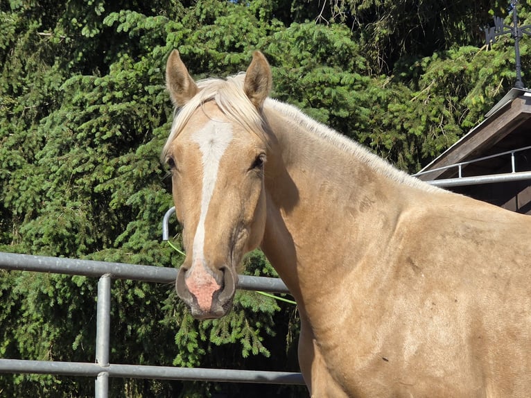 German Riding Pony Gelding 2 years 15.2 hh Palomino in Spreenhagen
