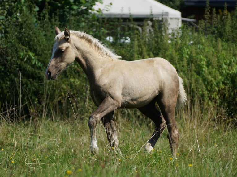 German Riding Pony Gelding 2 years 15.2 hh Palomino in Spreenhagen