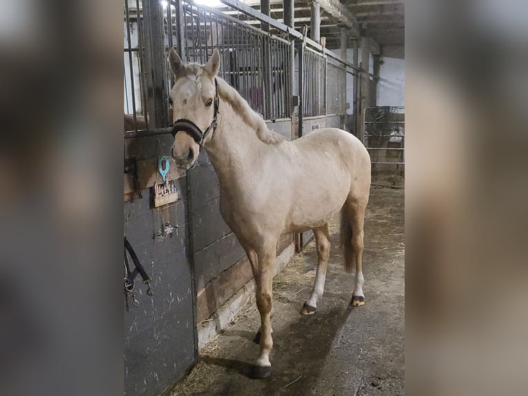 German Riding Pony Gelding 2 years 15,1 hh Palomino in Krüssau