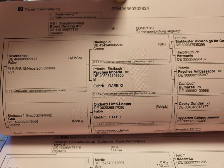 German Riding Pony Gelding 2 years 15,1 hh Palomino in Krüssau