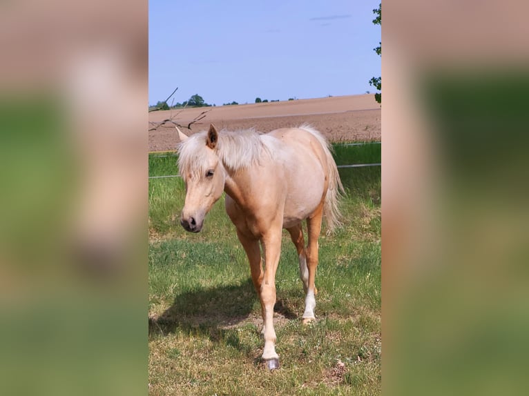 German Riding Pony Gelding 2 years 15,1 hh Palomino in Krüssau