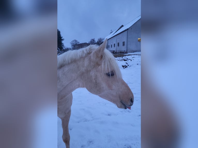 German Riding Pony Gelding 2 years 15,1 hh Palomino in Krüssau
