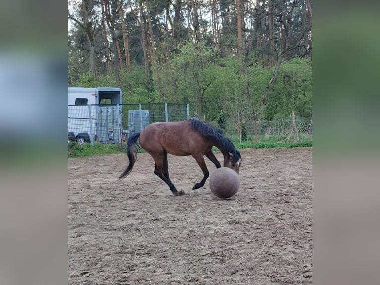 German Riding Pony Gelding 2 years 15,2 hh in Planebruch