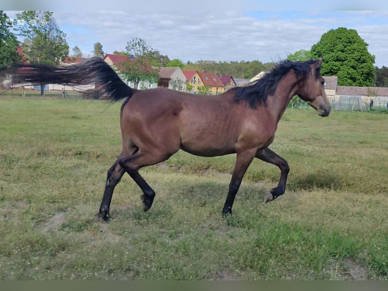 German Riding Pony Gelding 2 years 15,2 hh in Planebruch