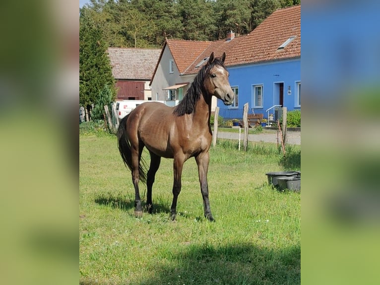 German Riding Pony Gelding 2 years 15,2 hh in Planebruch