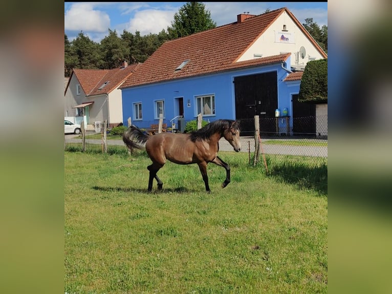 German Riding Pony Gelding 2 years 15,2 hh in Planebruch