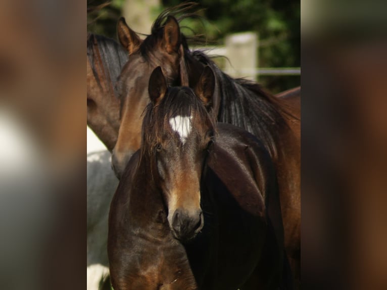 German Riding Pony Gelding 2 years Bay-Dark in Neuenkirchen-Vörden