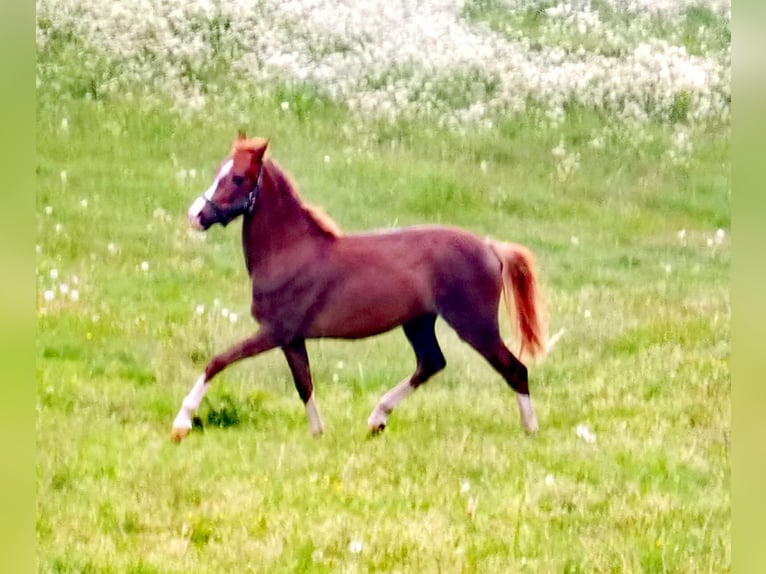 German Riding Pony Gelding 2 years Chestnut in Frankenberg (Eder)