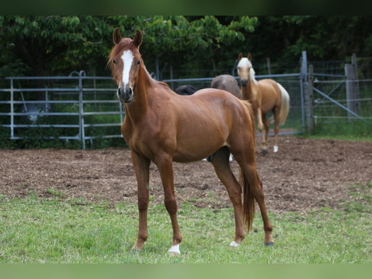 German Riding Pony Gelding 2 years Chestnut-Red in Niederstetten