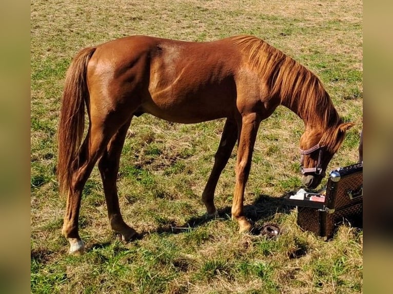 German Riding Pony Gelding 2 years Chestnut-Red in Niederstetten