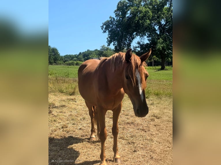 German Riding Pony Gelding 2 years Chestnut-Red in Reichelsheim