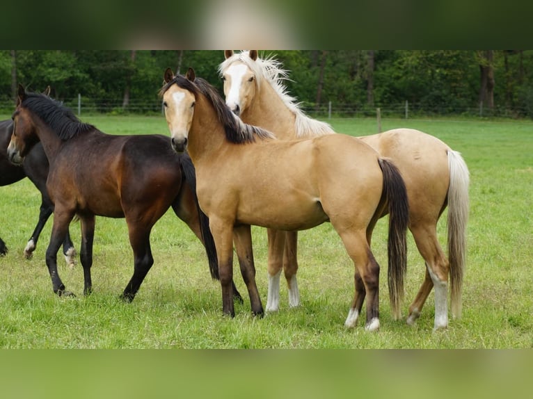 German Riding Pony Gelding 2 years  in Neuenkirchen-Vörden