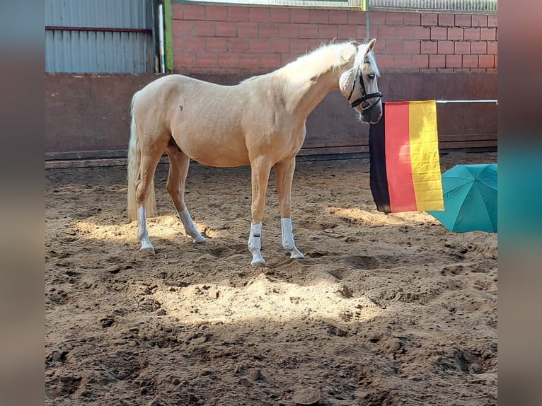 German Riding Pony Gelding 2 years Palomino in Hamburg