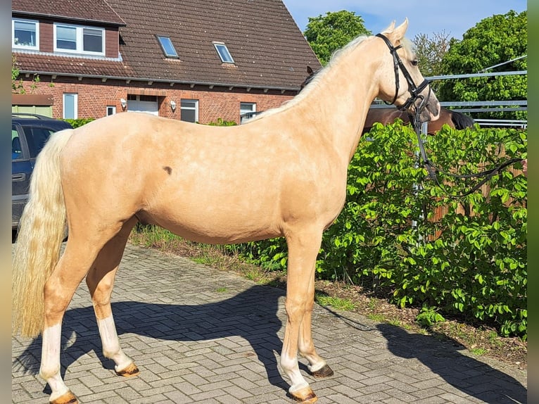 German Riding Pony Gelding 2 years Palomino in Hamburg