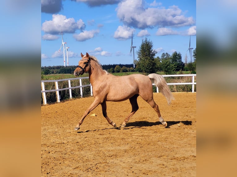 German Riding Pony Gelding 2 years Palomino in Ovelgönne