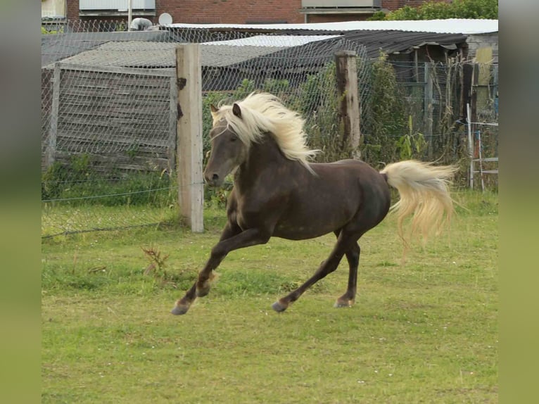 German Riding Pony Gelding 3 years 11,1 hh Chestnut in Rommerskirchen