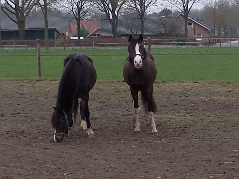 German Riding Pony Gelding 3 years 12,1 hh Bay-Dark in Garrel