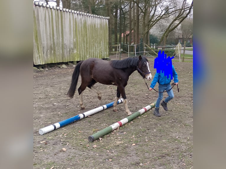 German Riding Pony Gelding 3 years 12,1 hh Bay-Dark in Garrel