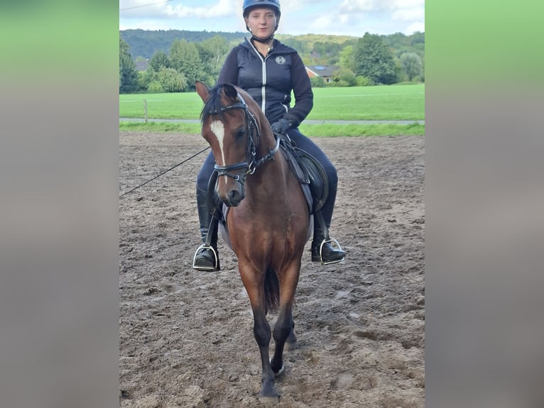 German Riding Pony Gelding 3 years 13.1 hh Brown in Tecklenburg