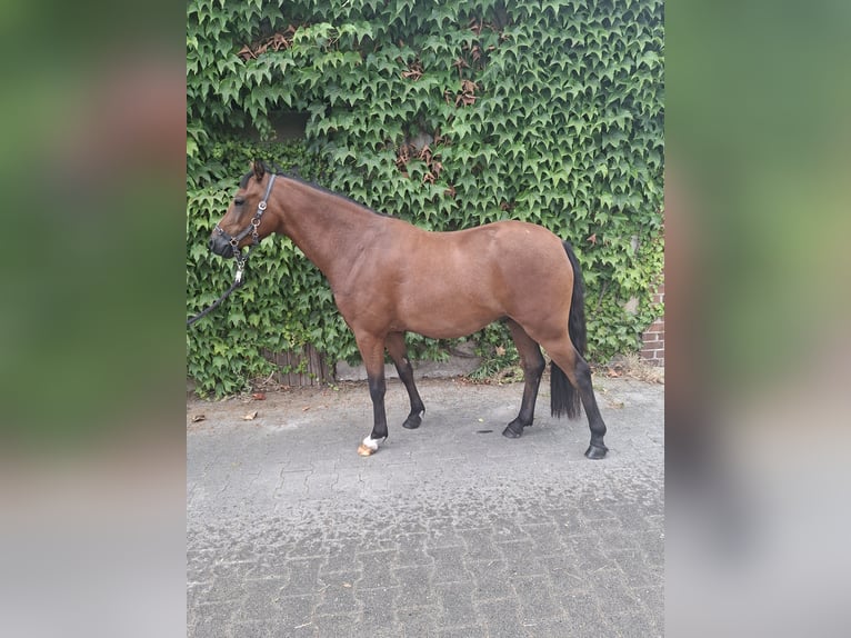 German Riding Pony Gelding 3 years 13.1 hh Brown in Tecklenburg