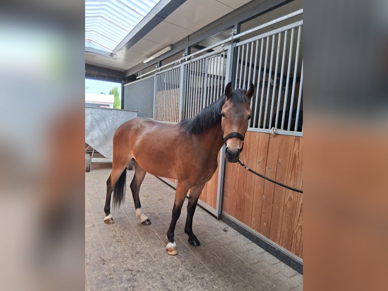 German Riding Pony Gelding 3 years 13.1 hh Brown in Schemmerhofen