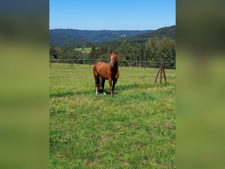 German Riding Pony Gelding 3 years 13,1 hh Chestnut-Red in Mürlenbach