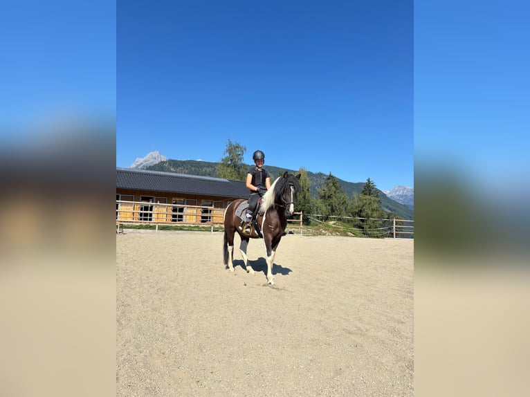 German Riding Pony Gelding 3 years 13.1 hh Pinto in Bischofshofen