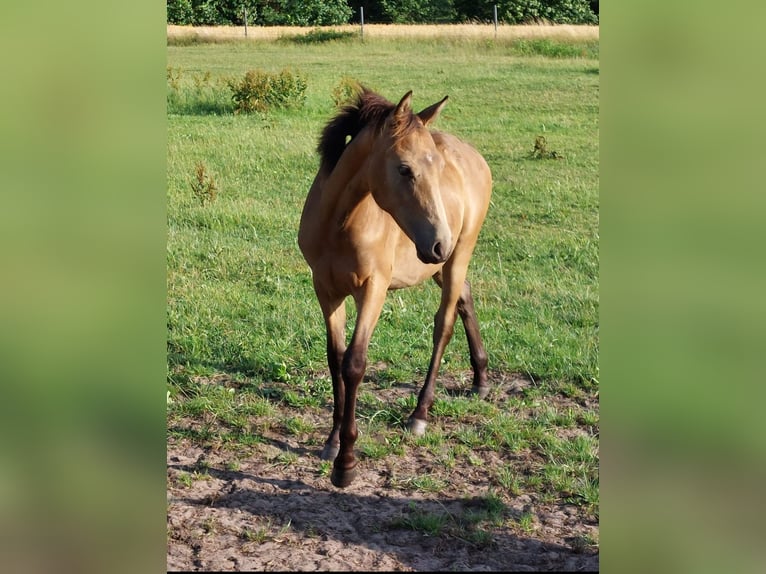 German Riding Pony Gelding 3 years 13,2 hh Buckskin in Gunzenhausen