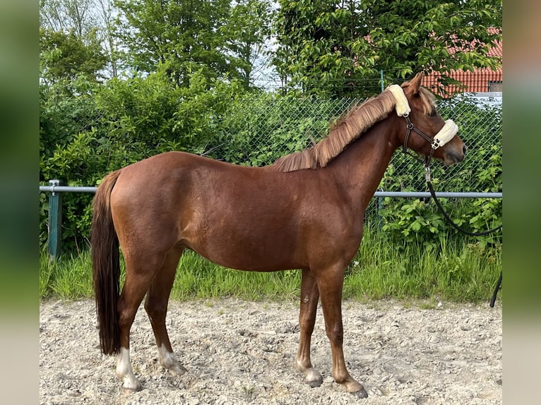 German Riding Pony Gelding 3 years 13,2 hh Chestnut-Red in Otterndorf