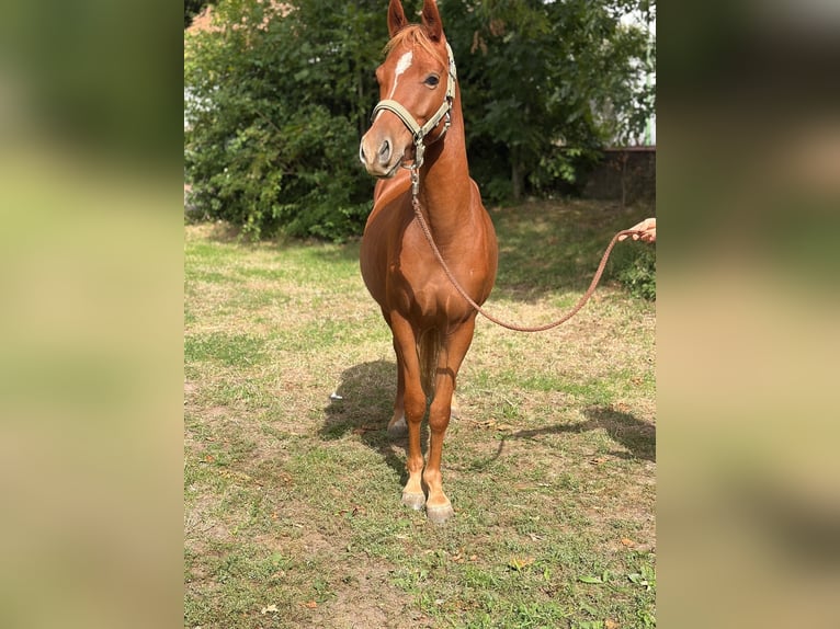 German Riding Pony Gelding 3 years 13.2 hh Chestnut-Red in Wunstorf