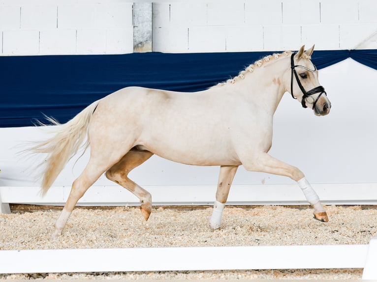 German Riding Pony Gelding 3 years 13,2 hh Palomino in Marsberg