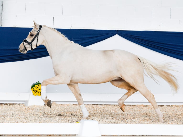 German Riding Pony Gelding 3 years 13,2 hh Palomino in Marsberg