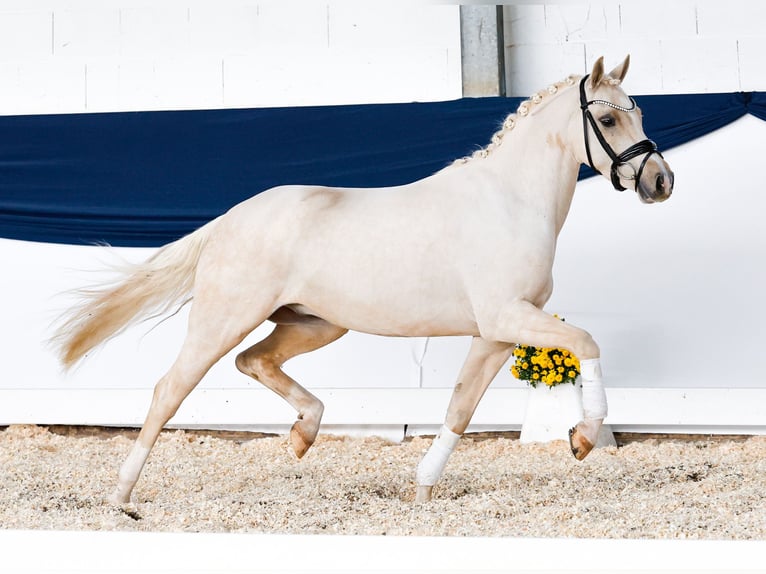 German Riding Pony Gelding 3 years 13,2 hh Palomino in Marsberg